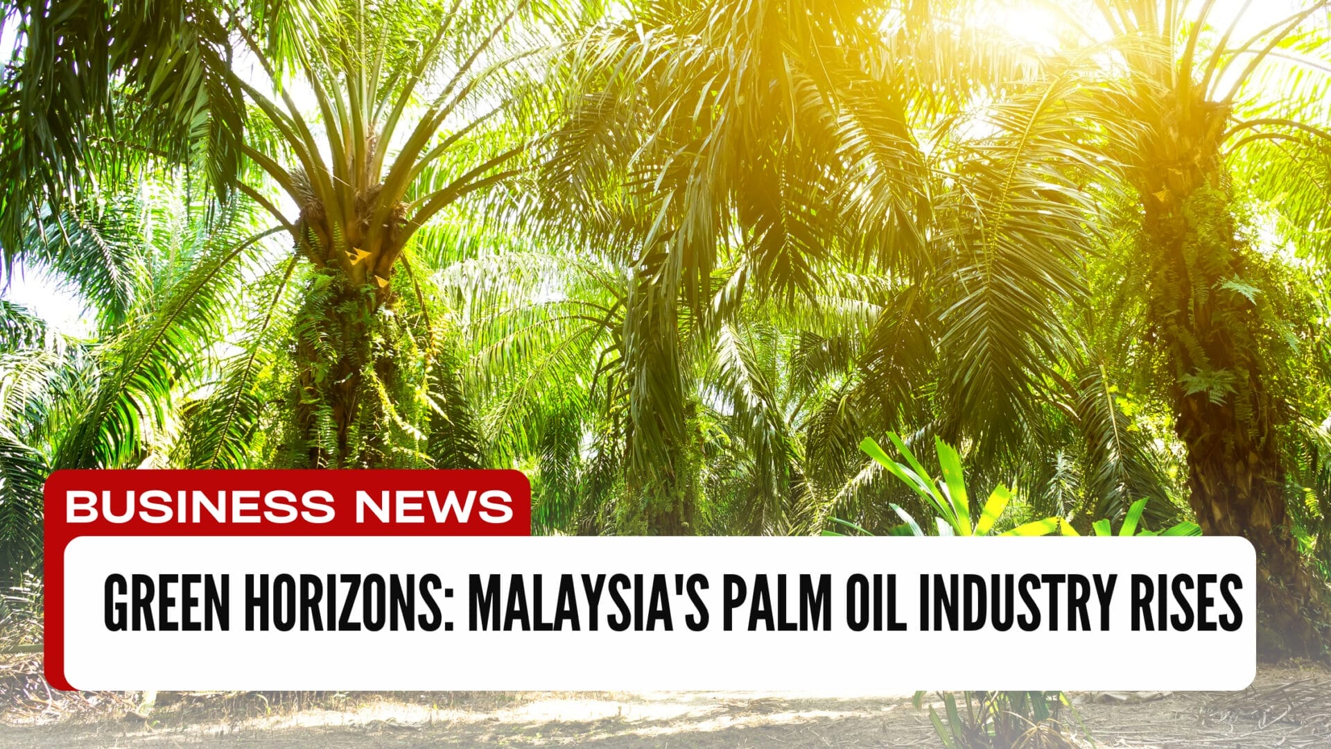 Palm Oil